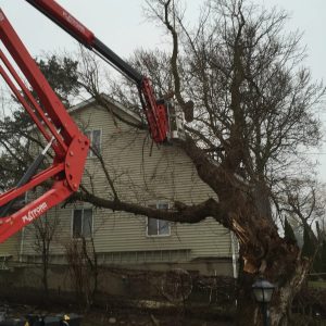 K and S Tree Service