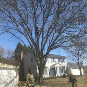 K and S Tree Service