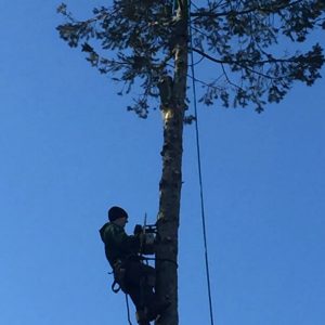 K and S Tree Service